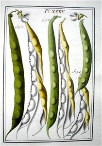 LeBerryais Haricots planche 35