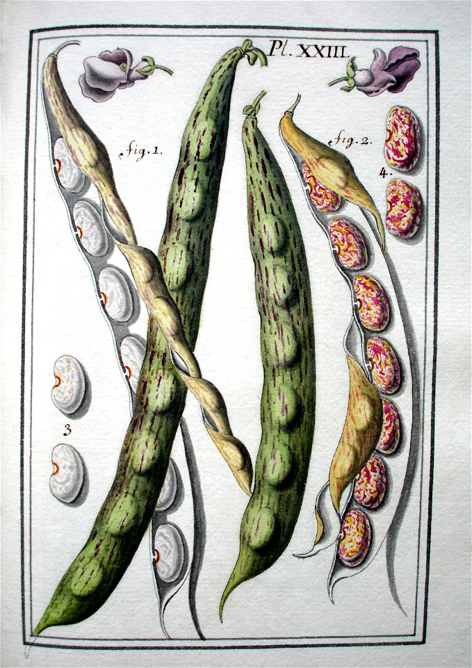LeBerryais Haricots planche 23