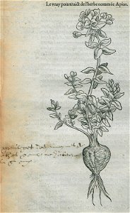 Le vray pourtrait de l'herbe nommée Apios - Belon Pierre - 1554