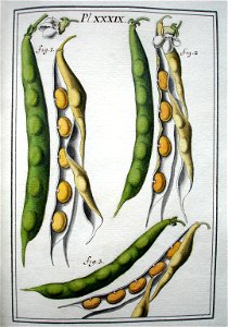 LeBerryais Haricots planche 39