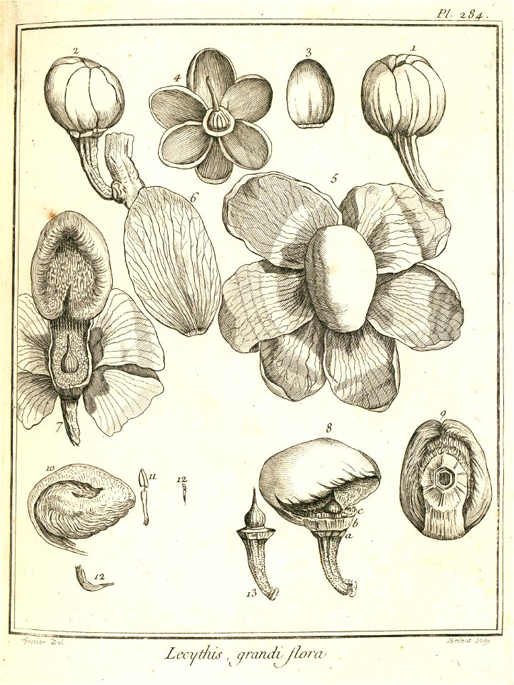 Lecythis grandiflora Aublet 1775 pl 284 - Free Stock Illustrations ...