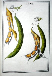 LeBerryais Haricots planche 40