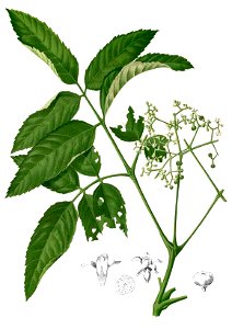 Leea sp Blanco2.306-cropped