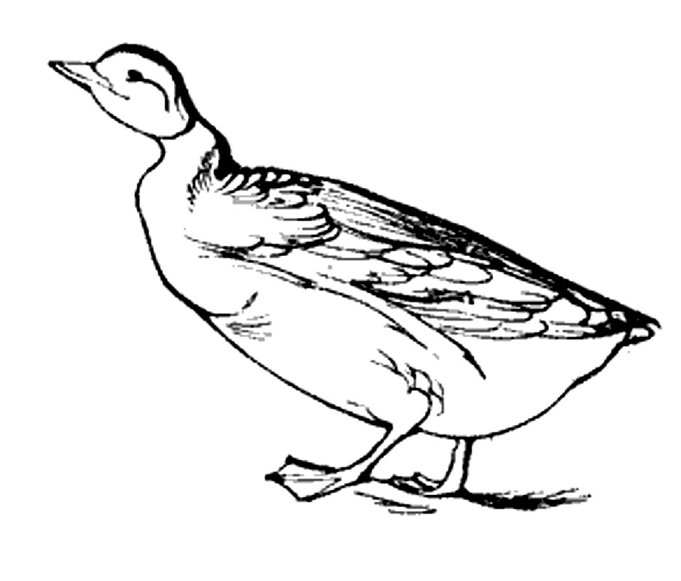 Lear 2 - Goose