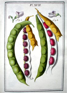 LeBerryais Haricots planche 17