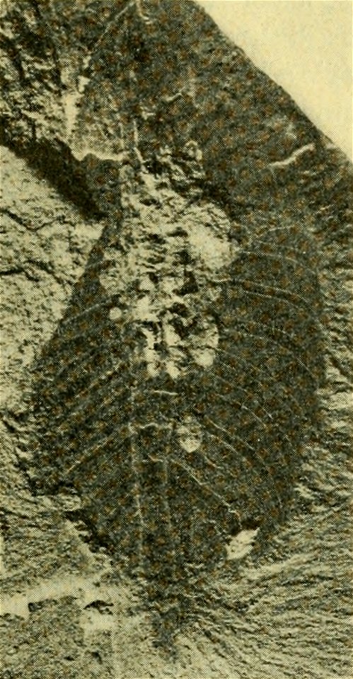 Leanchoilia superlata USNM PAL 139213
