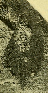 Leanchoilia superlata USNM PAL 139213