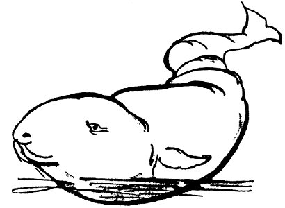 Lear 2 - Whale-small