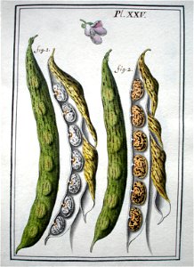 LeBerryais Haricots planche 25