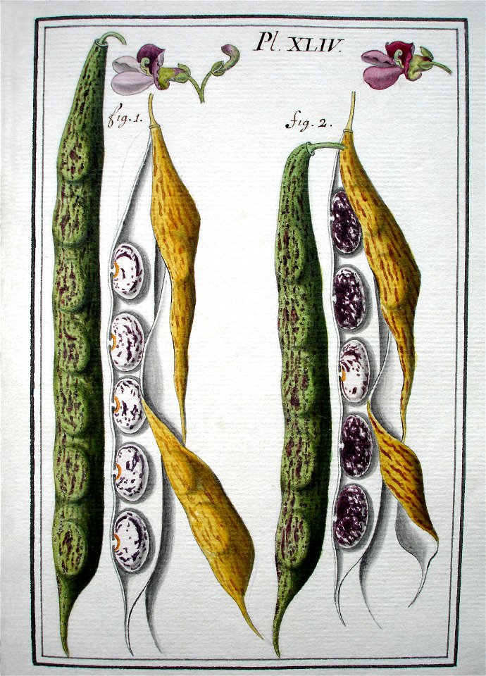 LeBerryais Haricots planche 44