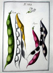 LeBerryais Haricots planche 41