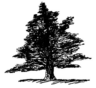 Lear 2 - Yew-small
