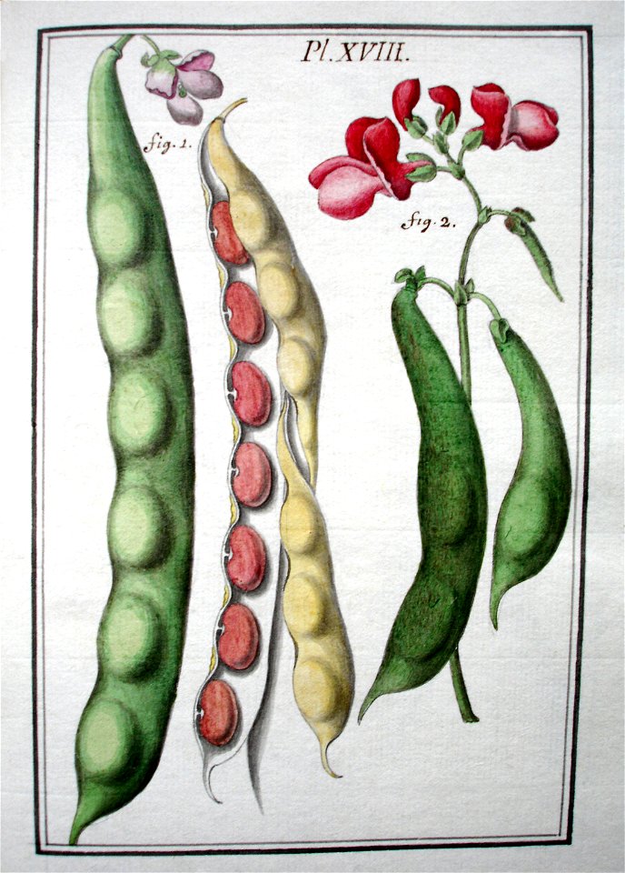 LeBerryais Haricots planche 18