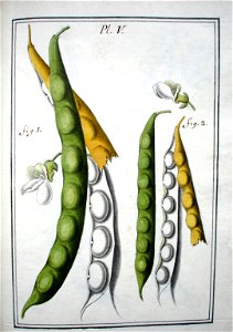 LeBerryais Haricots planche 05