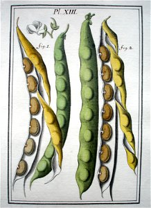 LeBerryais Haricots planche 13