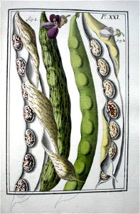 LeBerryais Haricots planche 21