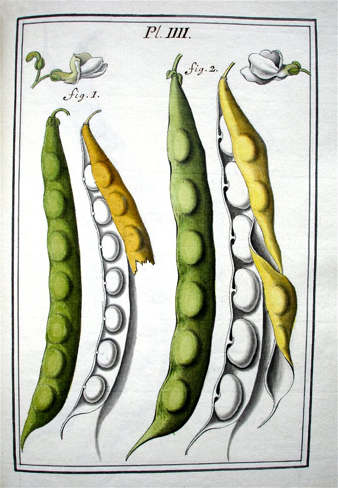 LeBerryais Haricots planche 04