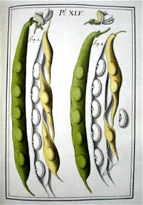 LeBerryais Haricots planche 45