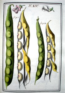 LeBerryais Haricots planche 14