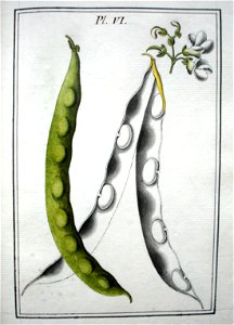 LeBerryais Haricots planche 06