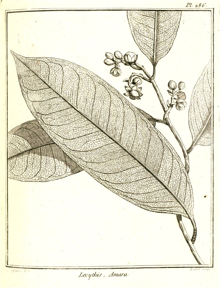 Lecythis amara Aublet 1775 pl 286