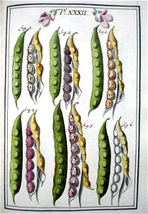 LeBerryais Haricots planche 32