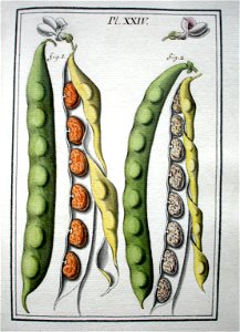 LeBerryais Haricots planche 24