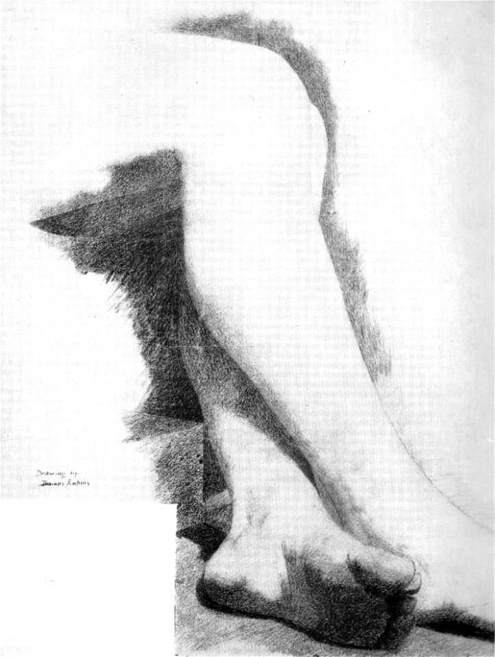 Legs of a seated model G11