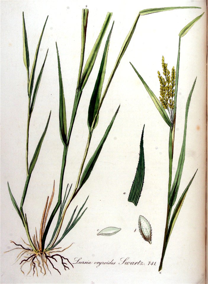 Leersia oryzoides — Flora Batava — Volume v10