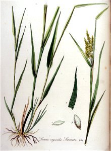 Leersia oryzoides — Flora Batava — Volume v10