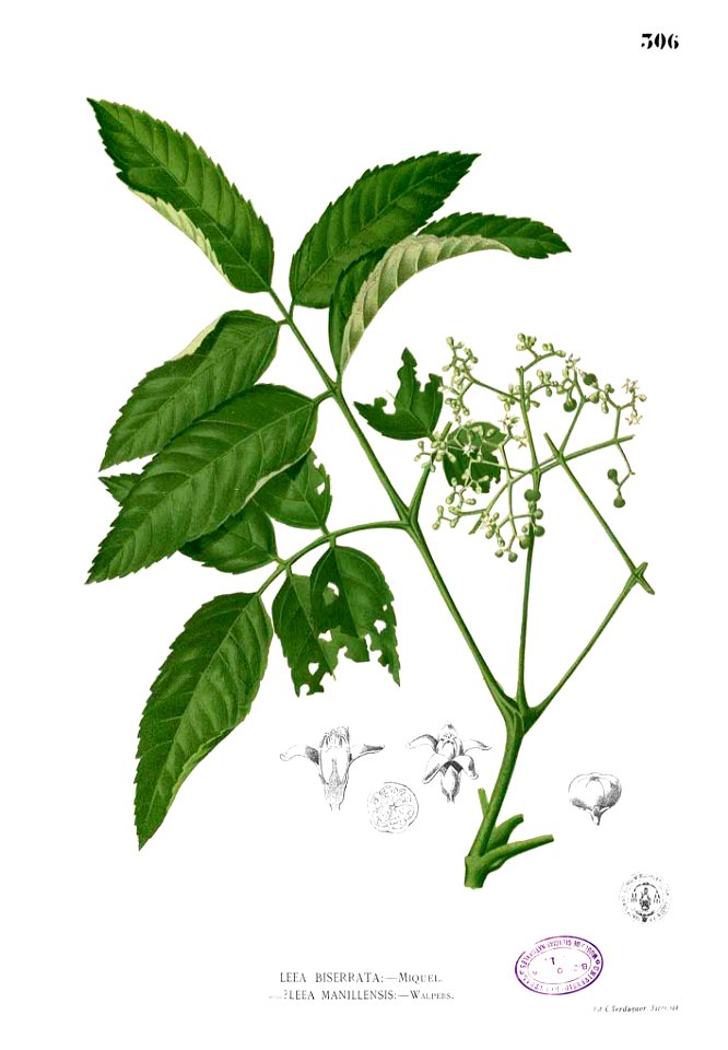 Leea sp Blanco2.306