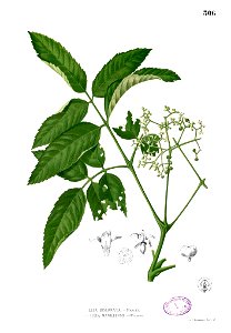 Leea sp Blanco2.306