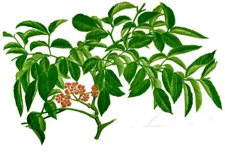 Leea sp Blanco1.60-cropped