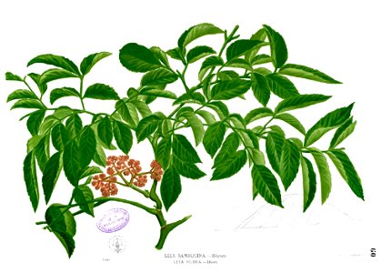 Leea sp Blanco1.60