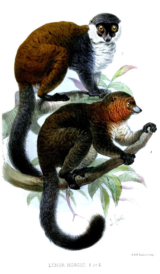 LemurMongozSmit