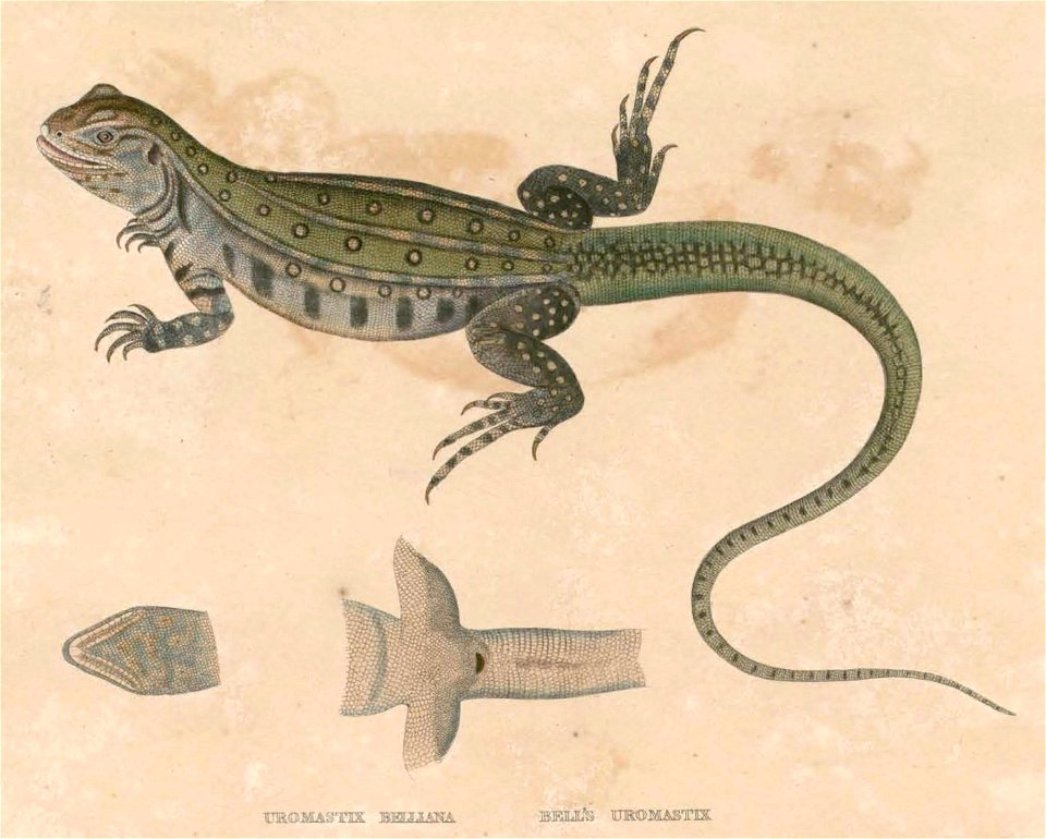 Leiolepis belliana Hardwicke