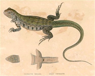 Leiolepis belliana Hardwicke