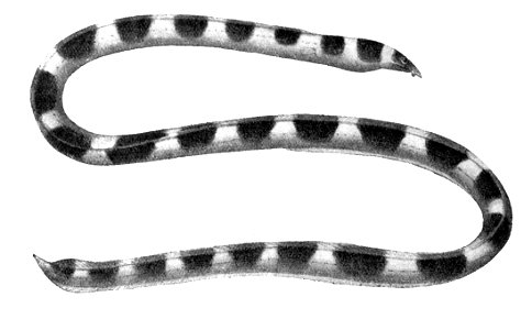 Leiuranussemicinctus