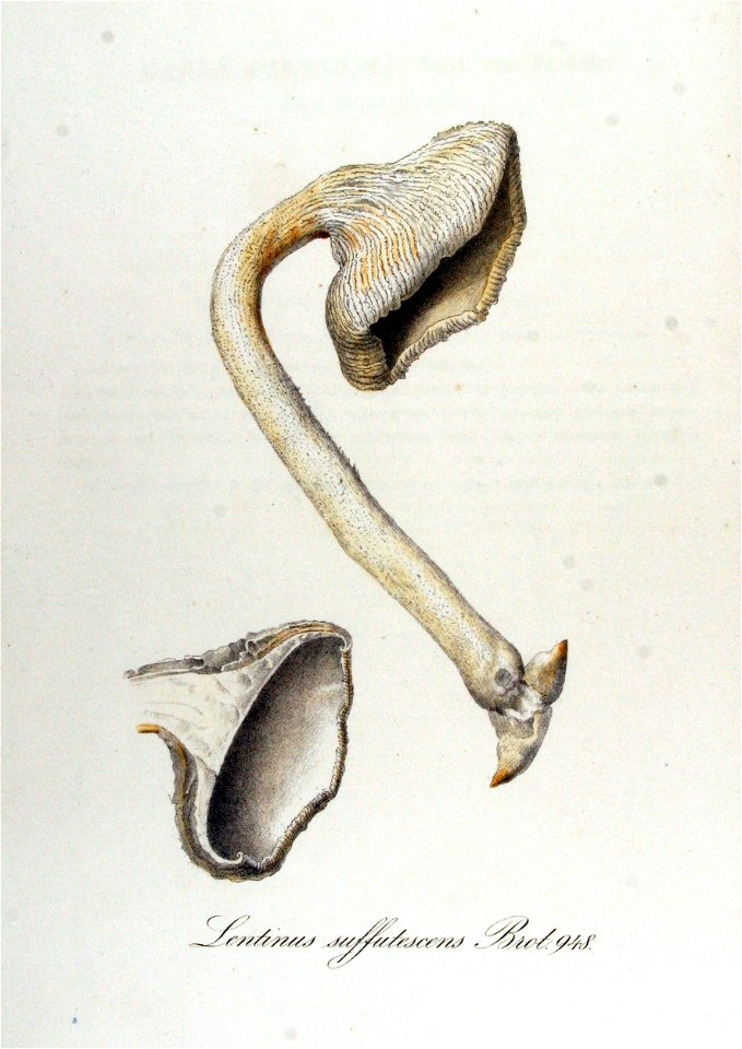 Lentinus suffutescens — Flora Batava — Volume v12