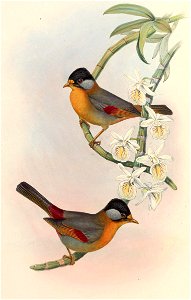 LeiothrixArgentaurisGould