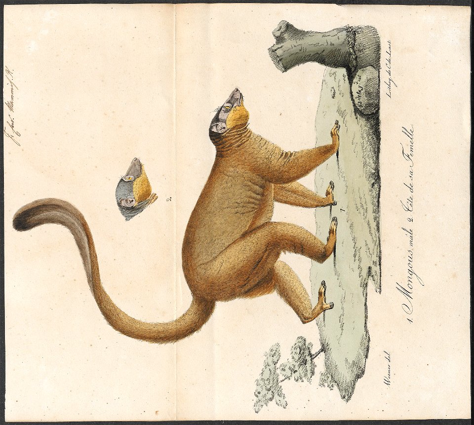 Lemur mongoz - 1818-1842 - Print - Iconographia Zoologica - Special Collections University of Amsterdam - UBA01 IZ19700014