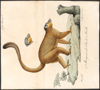Lemur mongoz - 1818-1842 - Print - Iconographia Zoologica - Special Collections University of Amsterdam - UBA01 IZ19700014