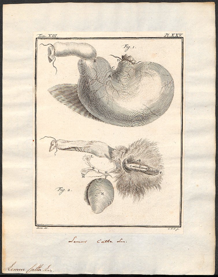 Lemur catta - ingewanden - 1782 - Print - Iconographia Zoologica - Special Collections University of Amsterdam - UBA01 IZ19700045