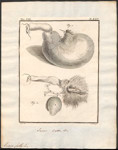 Lemur catta - ingewanden - 1782 - Print - Iconographia Zoologica - Special Collections University of Amsterdam - UBA01 IZ19700045