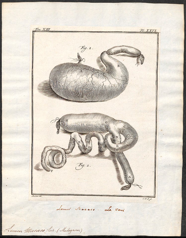 Lemur macaco - ingewanden - 1782 - Print - Iconographia Zoologica - Special Collections University of Amsterdam - UBA01 IZ19700020