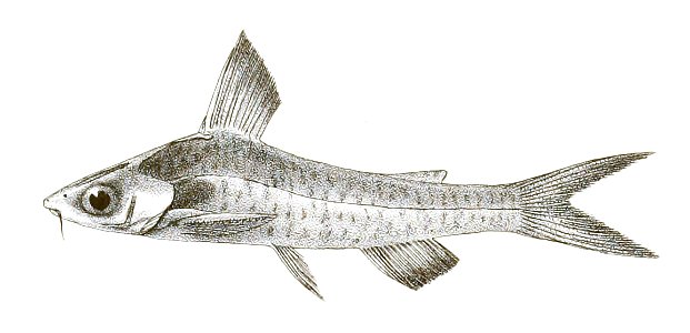 Leiocassis rama Mintern 115