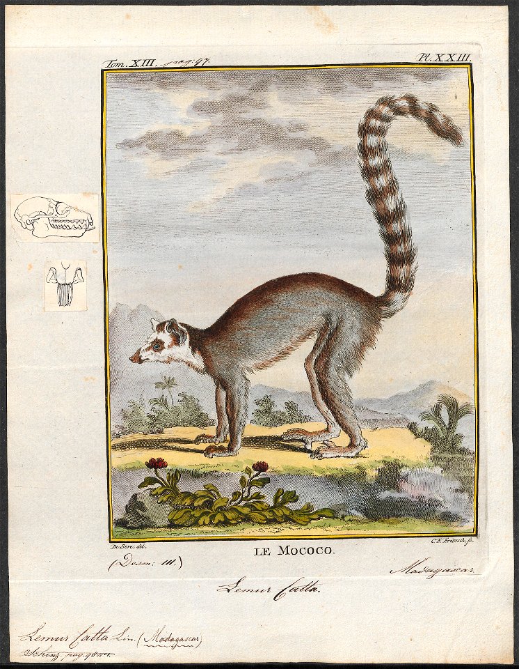Lemur catta - 1782 - Print - Iconographia Zoologica - Special Collections University of Amsterdam - UBA01 IZ19700037