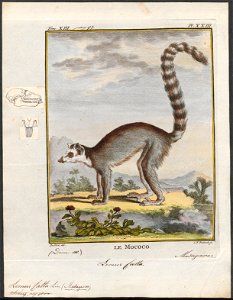 Lemur catta - 1782 - Print - Iconographia Zoologica - Special Collections University of Amsterdam - UBA01 IZ19700037