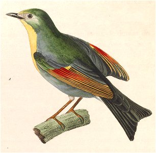 Leiothrix lutea 1838