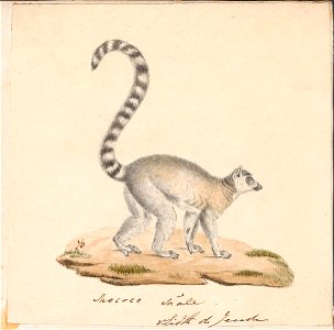 Lemur catta - 1829-1867 - Print - Iconographia Zoologica - Special Collections University of Amsterdam - UBA01 IZ19700033